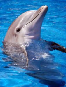 cute-bisexual-dolphin